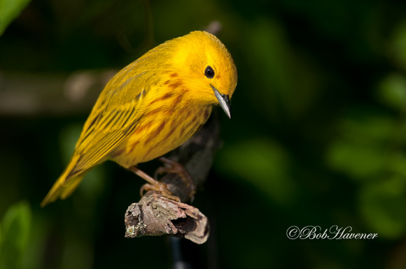 Yellow warbler, male