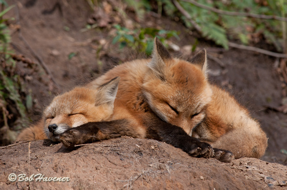 Red fox kits, naptime...