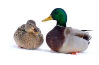 Mallard ducks on snow