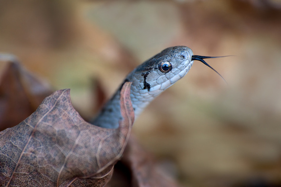 Northern DeKay snake