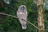 Barred Owl and snowflakes
