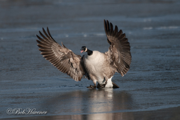 Canada Goose, ice landing