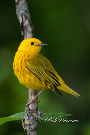 Yellow warbler, male