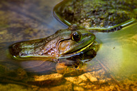 Bullfrog and mosquitoes