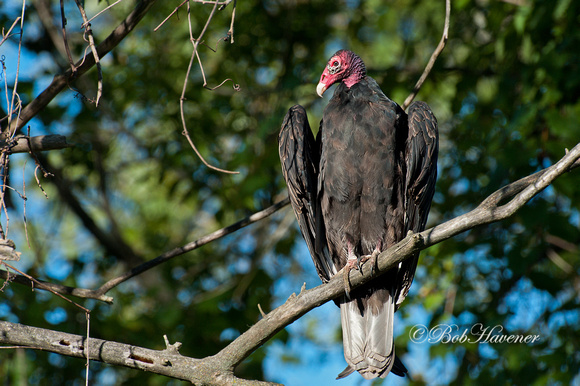 Turkey Vulture, adult,(red head)