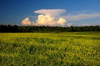 Winter Cress and Clouds