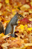 Gray squirrel, autumn