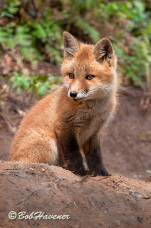 Red fox kit, portrait