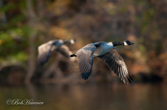 Canada geese, up and away