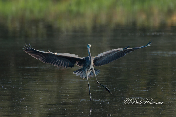 Great Blue Heron, landing