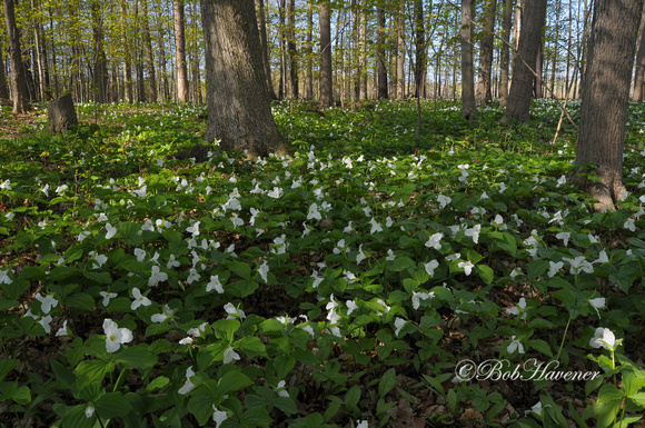 Spring Woods and White Trillium