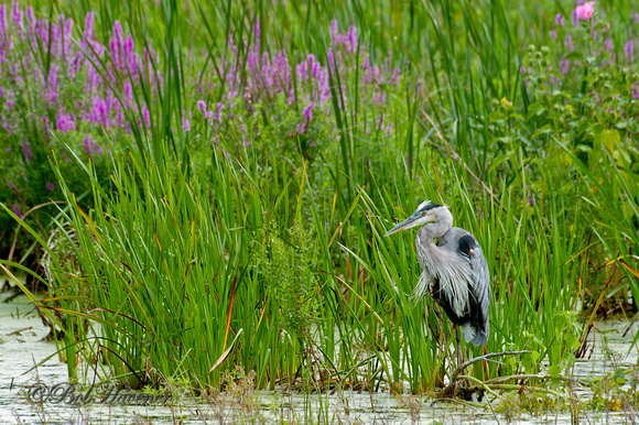 Great blue heron and purple loosestrife