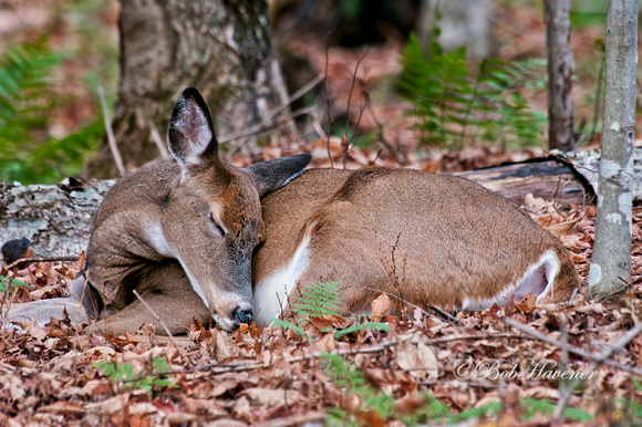 Bob Havener Photography | Whitetail Deer | Sleeping Doe