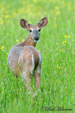 Young Whitetail Buck