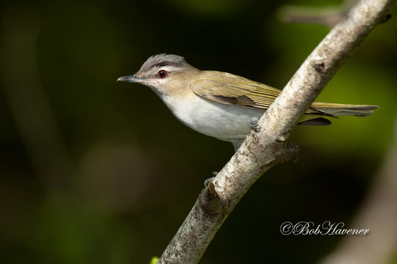 Red eyed vireo