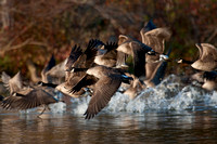 Canada Geese. take off