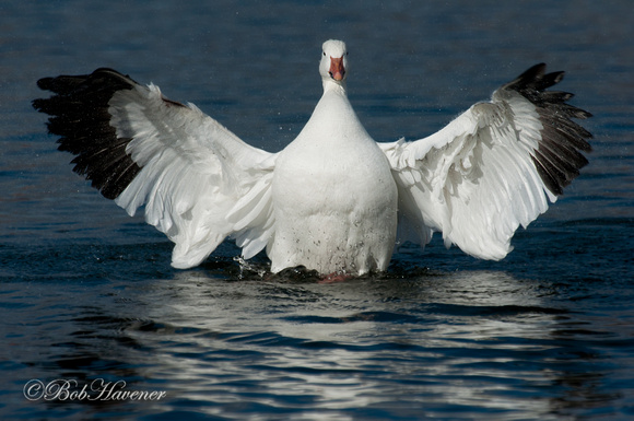Snow Goose, flapping