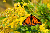 Monarch butterfly on goldenrod, horizontal