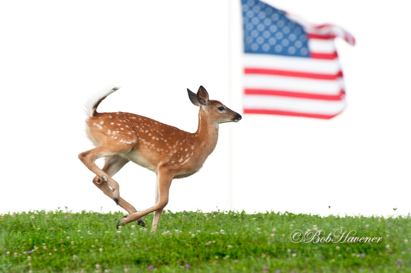 "American" Whitetail fawn