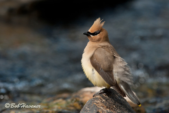 Cedar Waxwing "fluffing" it's feathers.