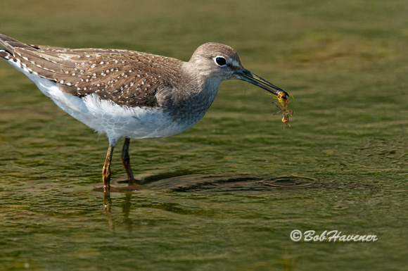 Solitary Sandpiper with mayfly nymph (Hexagenia)