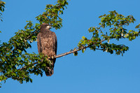Bald Eagle, juvenile