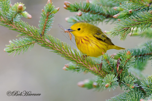 Yellow Warbler with crane fly