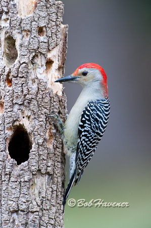 Red bellied Woodpecker, male