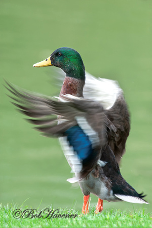 Mallard-Black duck hybrid, flapping