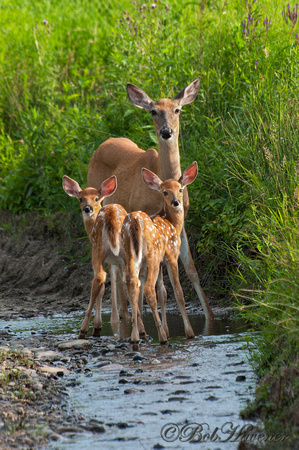 Whitetail Doe and twin fawns
