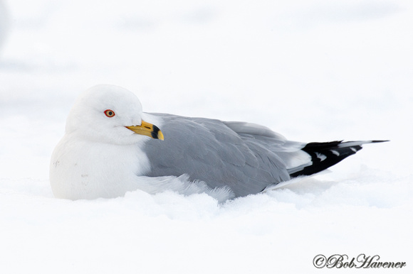 Ring Billed Gull on snow