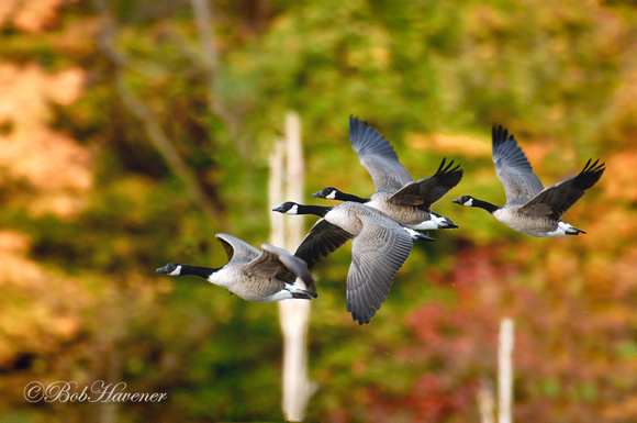 Canada geese, autumn