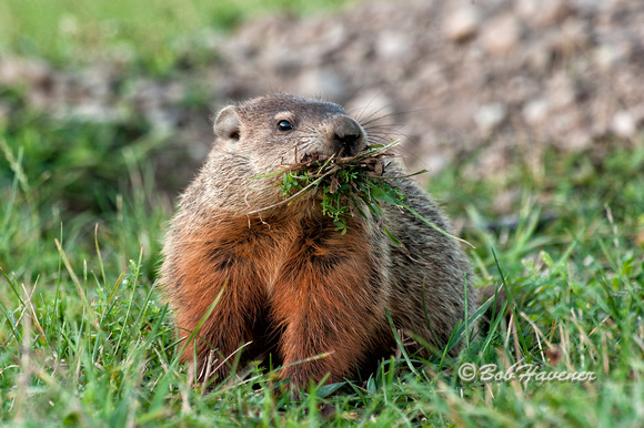 Woodchuck, gathering bedding material