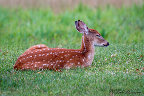 Napping Whitetail Fawn