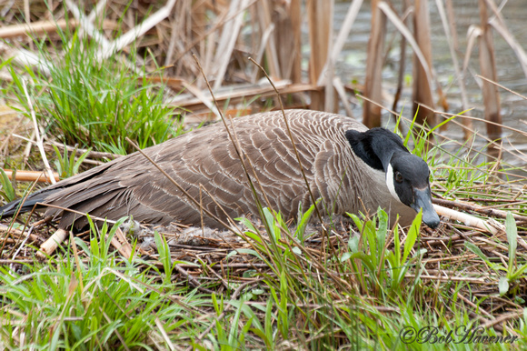 Canada Goose on nest