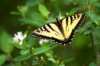Eastern Tiger Swallowtail on honeysuckle