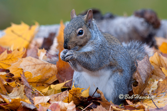 Foraging Gray Squirrel
