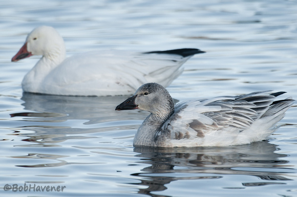 Snow Geese, adult and immature