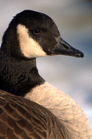 Canada Goose, portrait