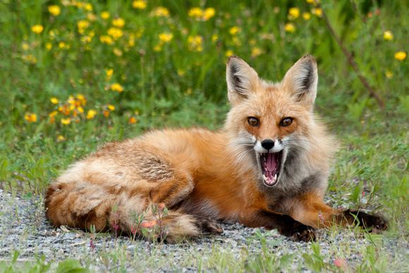 Red Fox, yawn