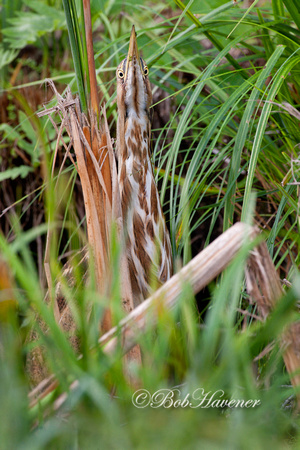 American Bittern, master of camouflage