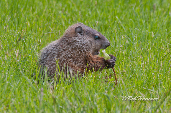 Baby Woodchuck or Groundhog