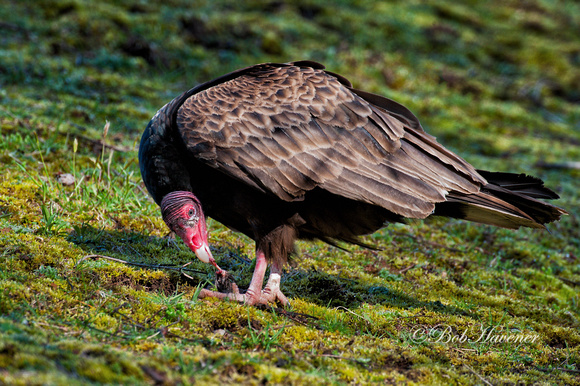 Turkey Vulture feeding on a dead starling.