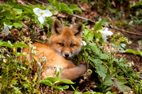 Red fox kit, best seat in the house!