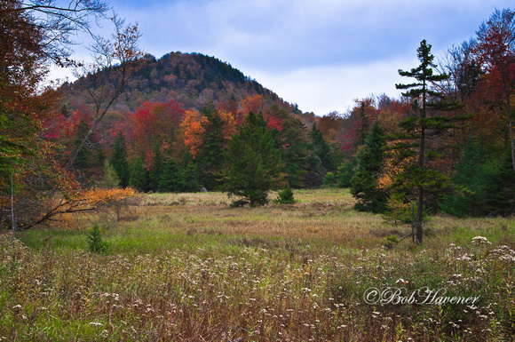 Adirondack Meadow