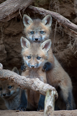Red Fox kits at 7 1/2 weeks old.