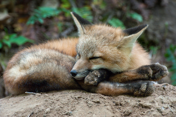 Sleeping Red Fox kit at 13 weeks old