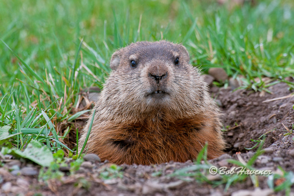 Woodchuck or Groundhog