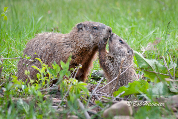Woodchuck and baby