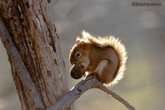 Red squirrel and walnut